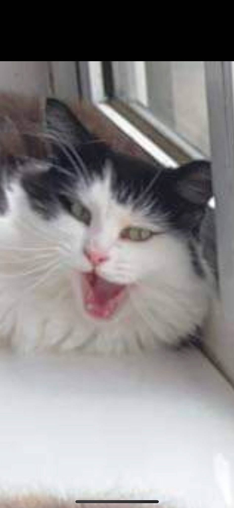 Dori joined the competition — help win amazing prizes! carnivore, cat, felidae, fur, mammal, small_to_medium_sized_cats, snout, vertebrate, whiskers, window