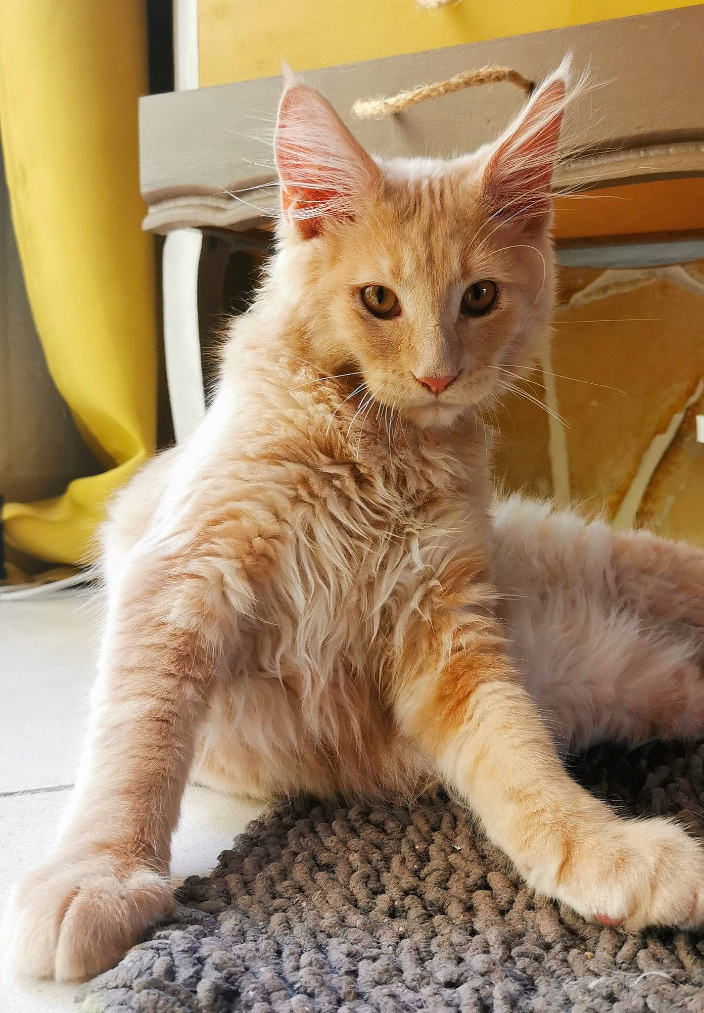 Timba a rejoint le concours — aidez-le/la à gagner de superbes lots ! carnivore, cat, cat_supply, claw, comfort, curtain, domestic_short_haired_cat, fawn, felidae, fur, paw, small_to_medium_sized_cats, snout, tail, terrestrial_animal, whiskers, window