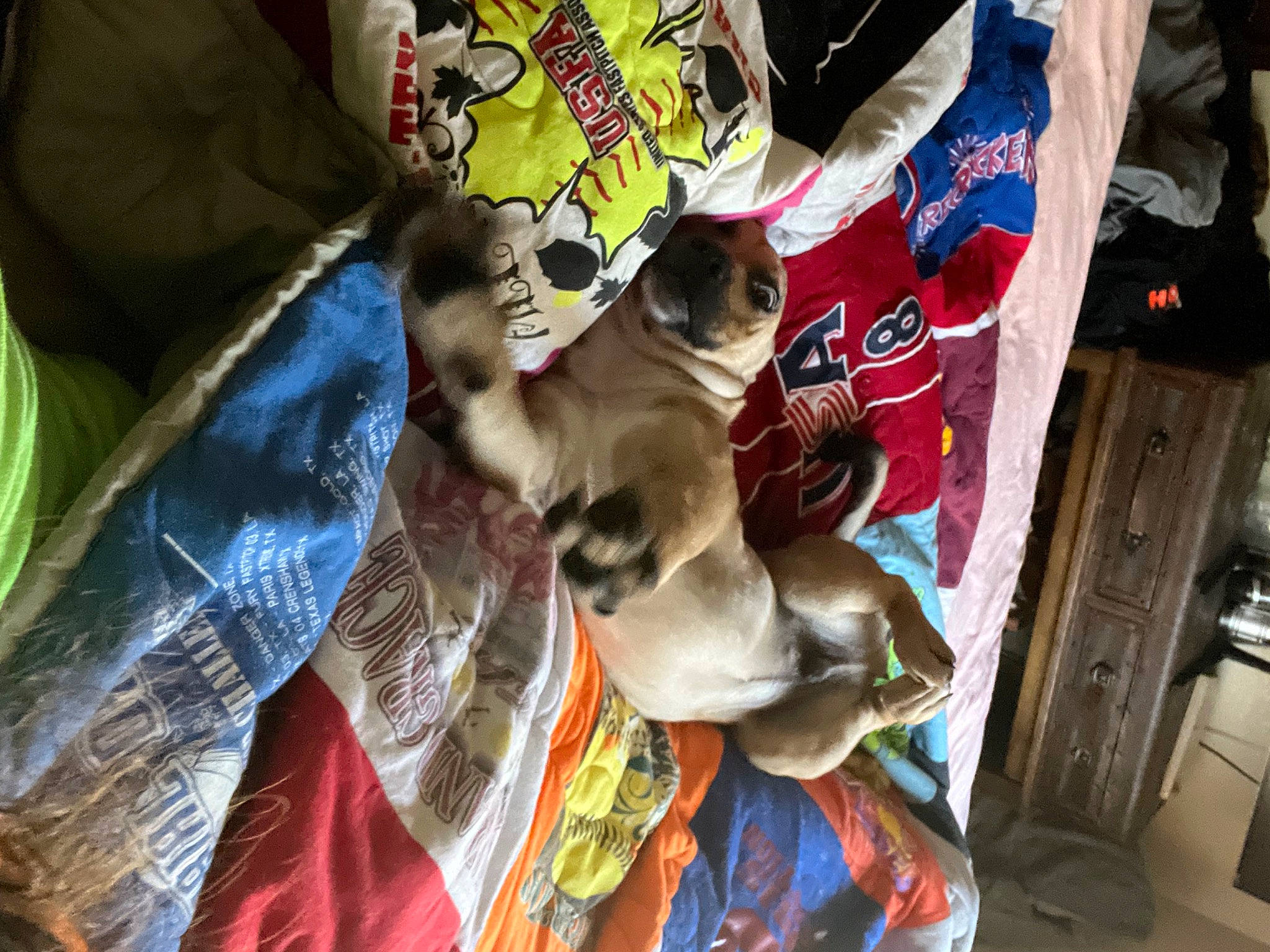 Cash is registered to the contest to win money with this photo: canidae, carnivore, cat, comfort, companion_dog, dog, dog_breed, fawn, felidae, fur, linens, non_sporting_group, small_to_medium_sized_cats, sporting_group, textile, toy_dog, tree, whiskers