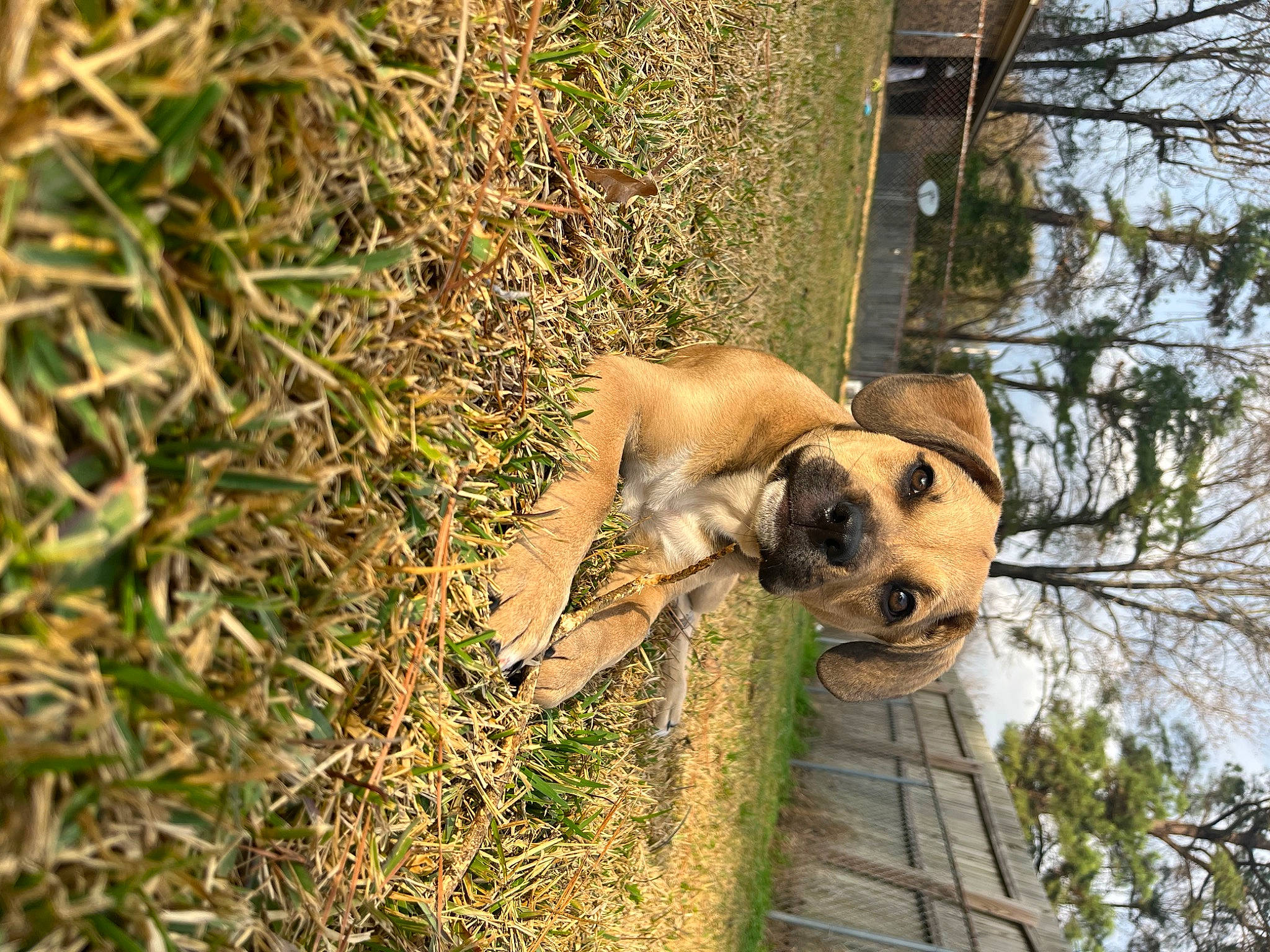 Cash joined the competition — help win amazing prizes! adventure, canidae, carnivore, companion_dog, dog, dog_breed, fawn, grass, plant, sky, snout, soil, sporting_group, tail, terrestrial_animal, tree, trunk, wildlife, wood, working_animal