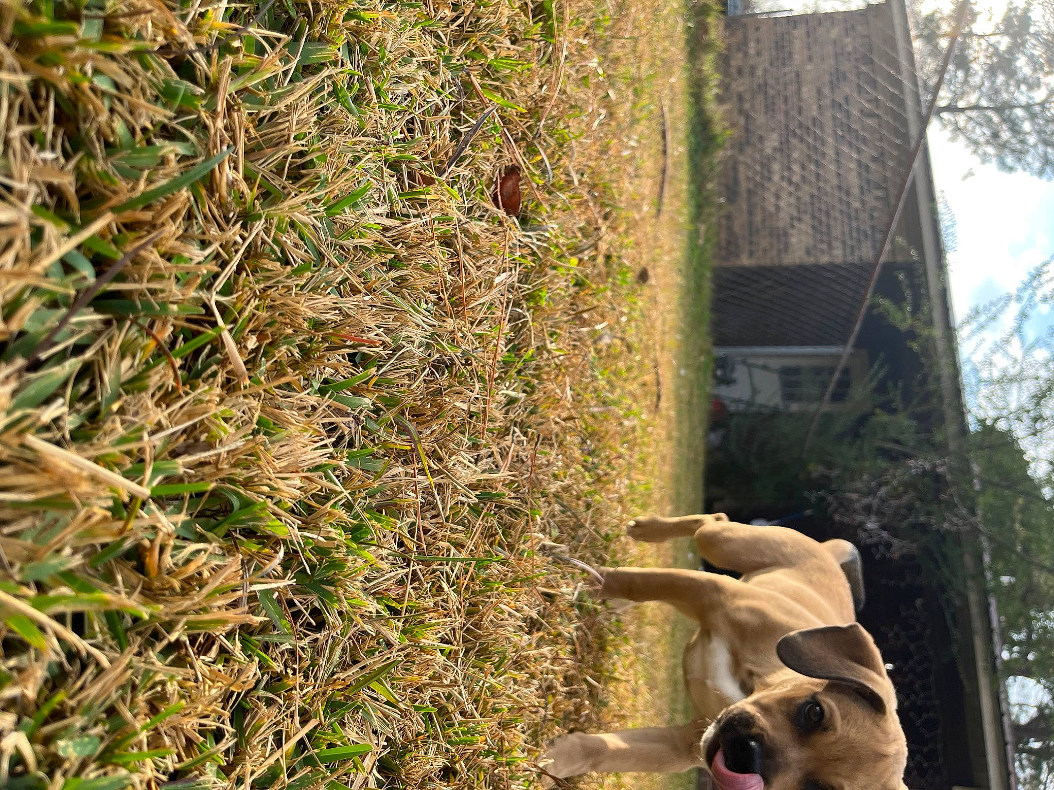 Cash is registered to the contest to win money with this photo: biome, building, fawn, garden, grass, groundcover, house, lawn_ornament, leaf, plant, sculpture, shrub, skull, soil, tail, tree, trunk, twig, vegetation, wood