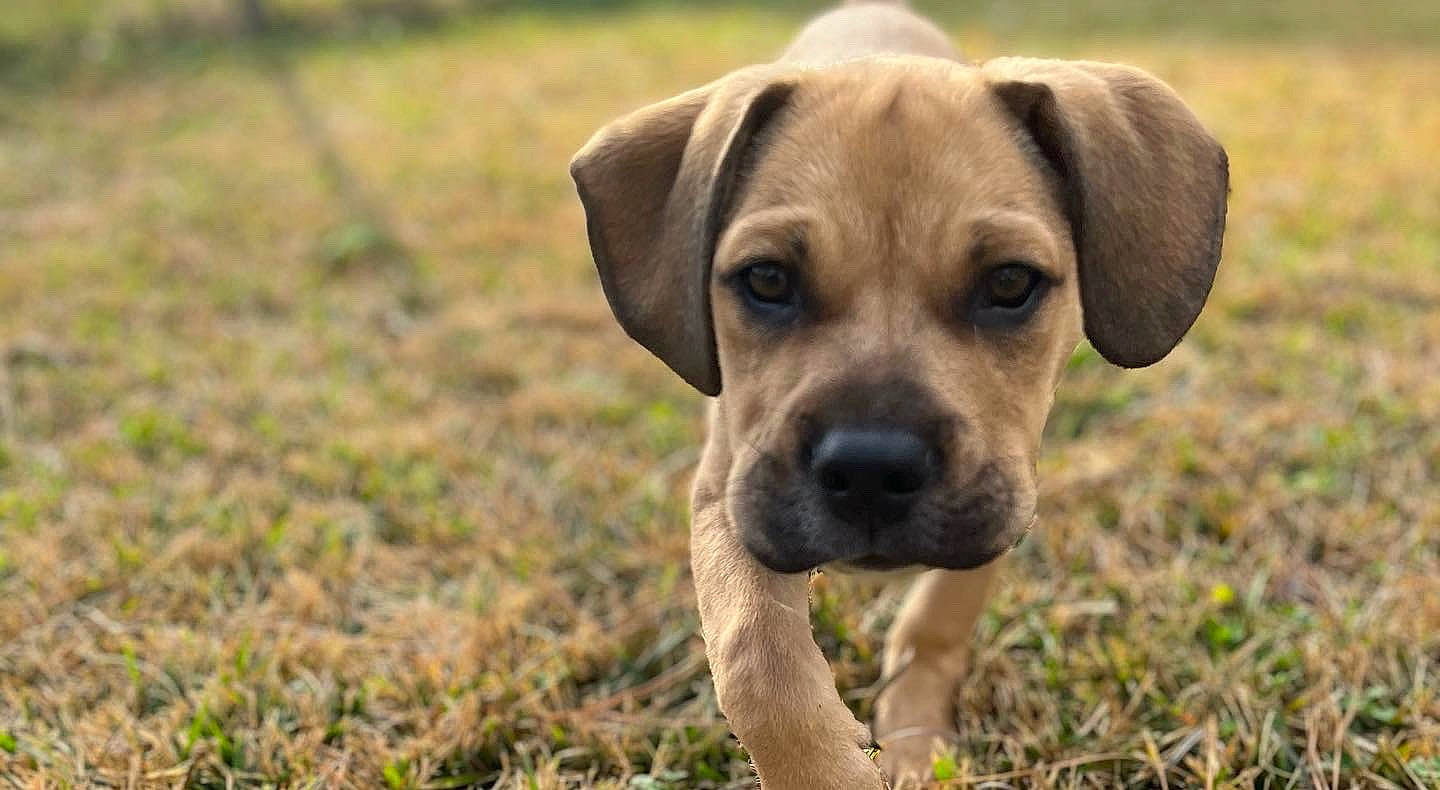 Cash is registered to the contest to win money with this photo: carnivore, companion_dog, dog, dog_breed, fawn, grass, grassland, hunting_dog, plant, prairie, snout, sporting_group, terrestrial_animal, whiskers, working_animal, working_dog