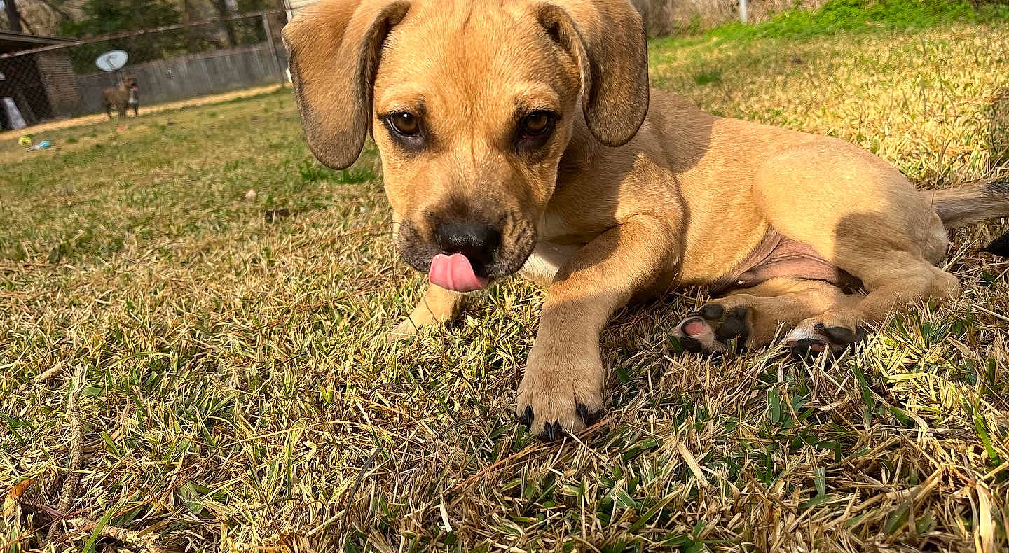 Cash is registered to the contest to win money with this photo: canidae, carnivore, companion_dog, dog, dog_breed, fawn, grass, guard_dog, hound, hunting_dog, molosser, paw, plant, snout, sporting_group, street_dog, terrestrial_animal, whiskers, working_animal, working_dog