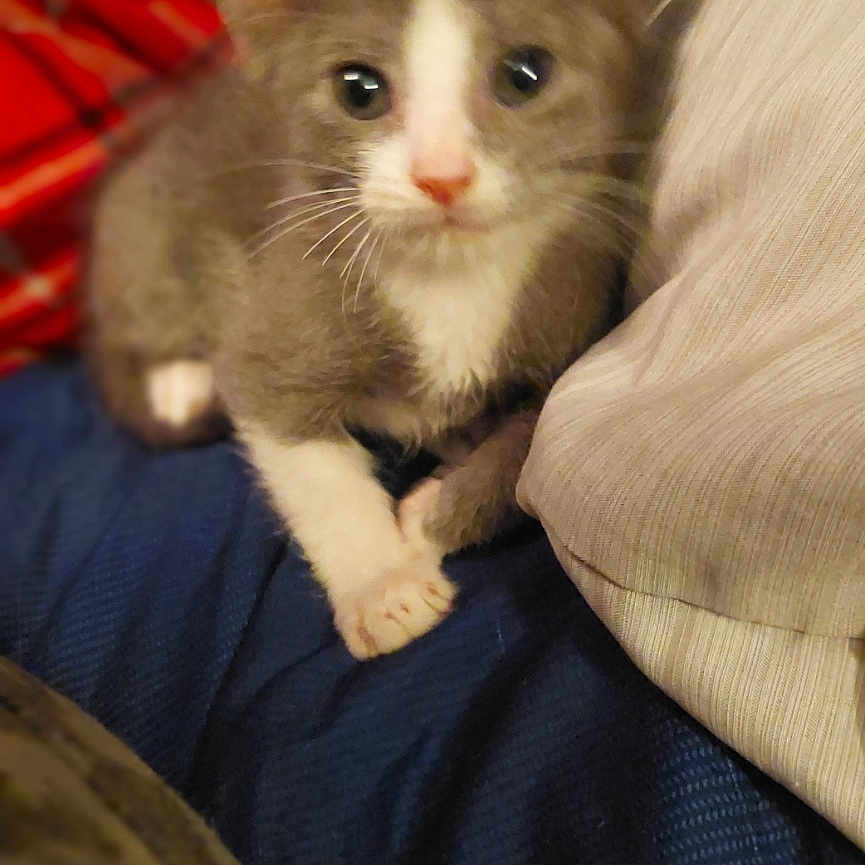 The Dude joined the competition — help win amazing prizes! animal, blanket, cat, cozy, cute, ears, eyes, fabric, fur, gray, indoor, kitten, pet, pillow, resting, small, soft, whiskers, white, young