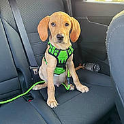 Whiskey joined the competition — help win amazing prizes! puppy, dog, green_harness, car_interior, backseat, leash, pet, animal, sitting, young_dog, seatbelt, window, sunlight, black_seat, cute, looking_at_camera, domestic_animal, companion, adorable, indoor