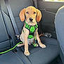 puppy, dog, green_harness, car_interior, backseat, leash, pet, animal, sitting, young_dog, seatbelt, window, sunlight, black_seat, cute, looking_at_camera, domestic_animal, companion, adorable, indoor