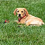 Whiskey is registered to the contest to win money with this photo: dog, grass, outdoor, pet, animal, canine, collar, lawn, floppy_ears, tan_fur, relaxed, lying_down, nature, summer, daylight, greenery, watching, cute, young_dog, background