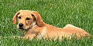 Whiskey is registered to the contest to win money with this photo: dog, grass, outdoor, animal, pet, canine, nature, field, lawn, laying_down, fur, ears, snout, relaxed, daylight, greenery, mammal, cute, summer, peaceful
