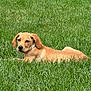 dog, grass, outdoor, animal, pet, canine, nature, field, lawn, laying_down, fur, ears, snout, relaxed, daylight, greenery, mammal, cute, summer, peaceful