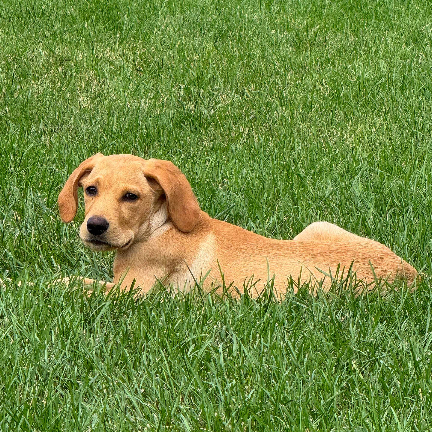 Whiskey is registered to the contest to win money with this photo: animal, canine, cute, daylight, dog, ears, field, fur, grass, greenery, lawn, laying_down, mammal, nature, outdoor, peaceful, pet, relaxed, snout, summer