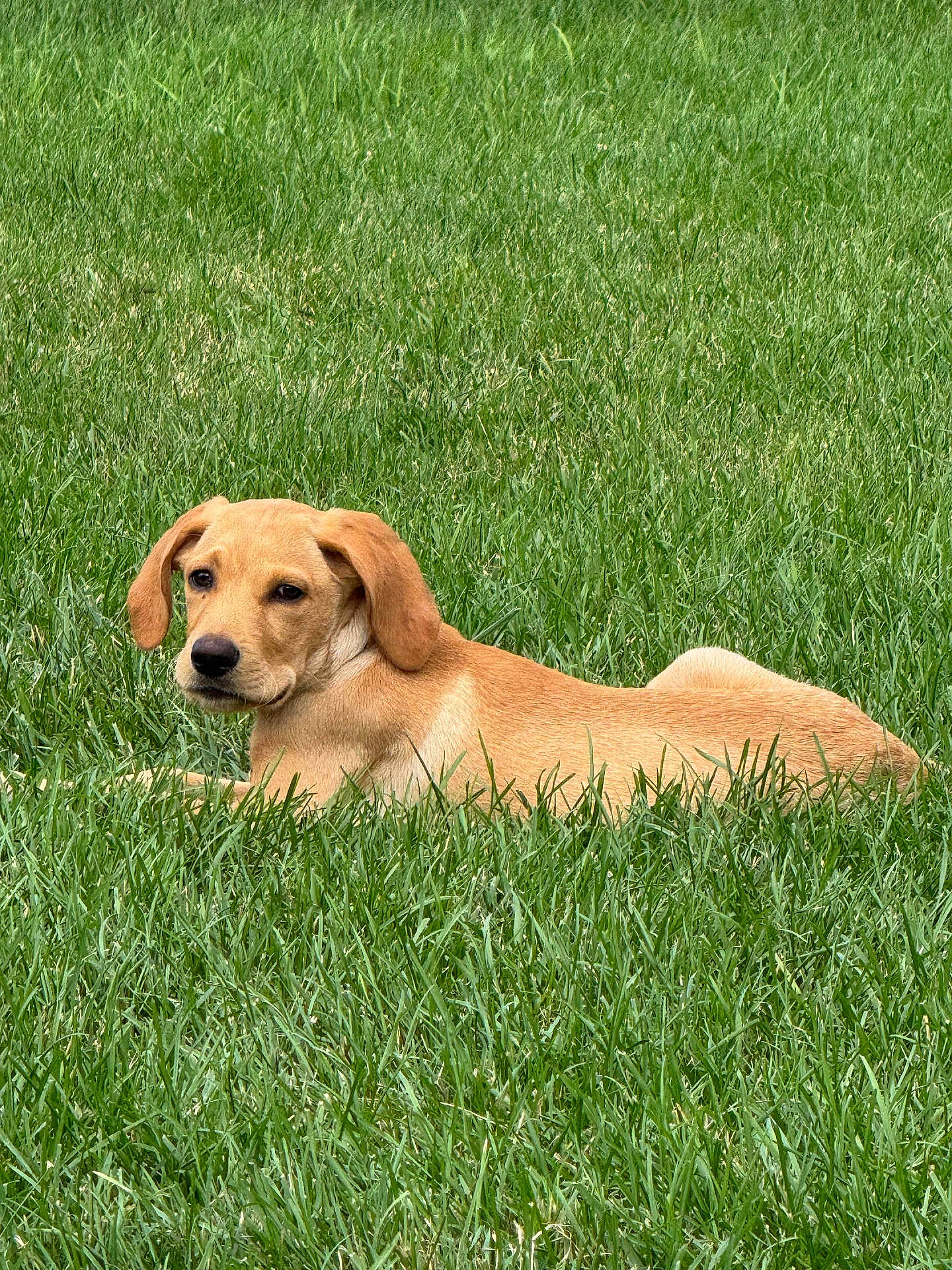 Whiskey is registered to the contest to win money with this photo: dog, grass, outdoor, animal, pet, canine, nature, field, lawn, laying_down, fur, ears, snout, relaxed, daylight, greenery, mammal, cute, summer, peaceful