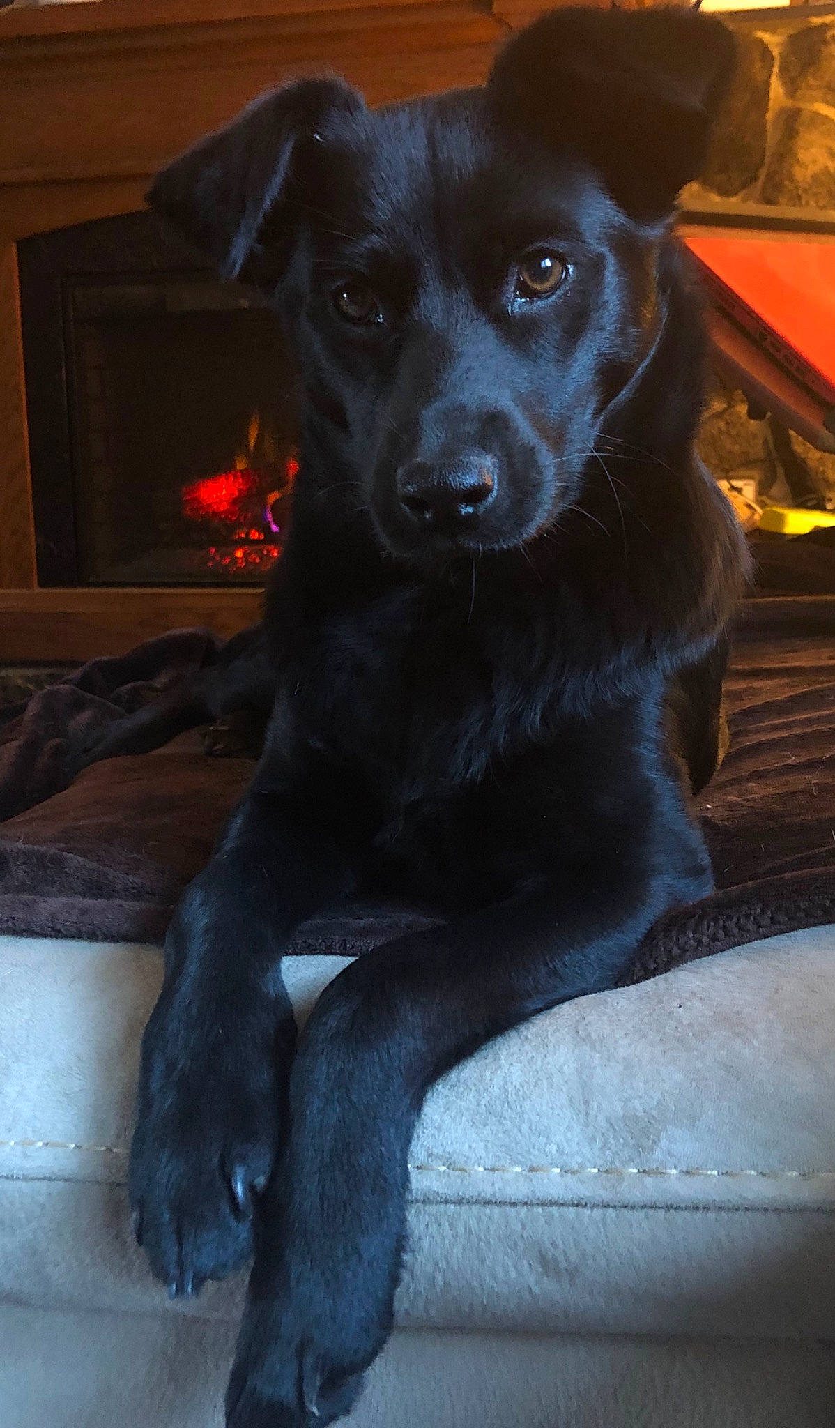 Rainey joined the competition — help win amazing prizes! borador, canidae, carnivore, companion_dog, dog, dog_breed, dog_collar, fur, guard_dog, gun_dog, hunting_dog, light, mammal, retriever, snout, sporting_group, terrestrial_animal, whiskers, working_animal