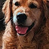 Neska a rejoint le concours — aidez-le/la à gagner de superbes lots ! dog, golden_retriever, pet, indoor, fluffy, tongue_out, happy, canine, mammal, animal, portrait, fur, cute, friendly, companion, domestic, closeup, sitting, face, expression