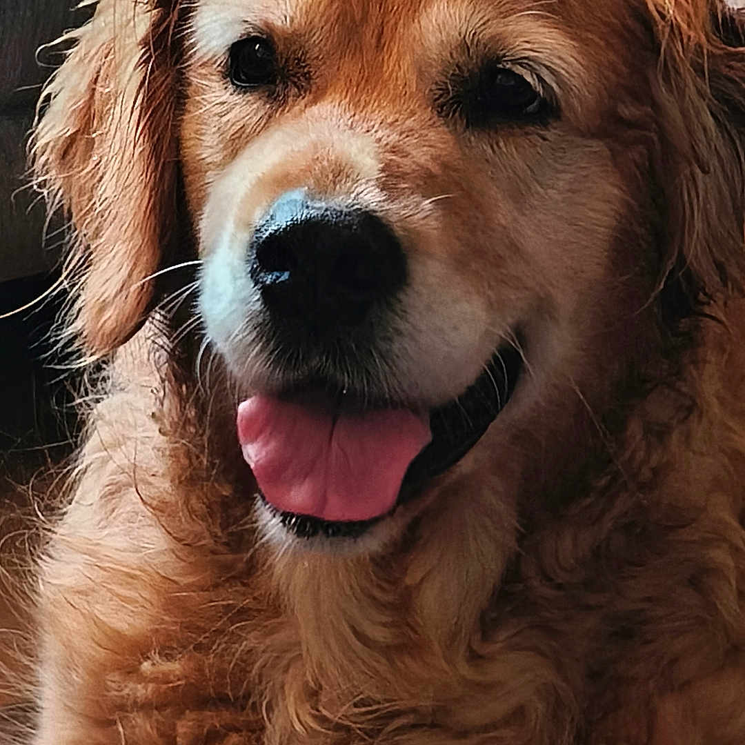 Neska a rejoint le concours — aidez-le/la à gagner de superbes lots ! dog, golden_retriever, pet, indoor, fluffy, tongue_out, happy, canine, mammal, animal, portrait, fur, cute, friendly, companion, domestic, closeup, sitting, face, expression