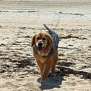 Neska a rejoint le concours — aidez-le/la à gagner de superbes lots ! dog, golden_retriever, beach, sand, water, life_jacket, animal, pet, outdoor, sunlight, walking, seaweed, canine, nature, summer, shore, coast, happy, daytime, vacation