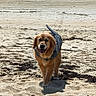 dog, golden_retriever, beach, sand, water, life_jacket, animal, pet, outdoor, sunlight, walking, seaweed, canine, nature, summer, shore, coast, happy, daytime, vacation