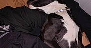 Freya joined the competition — help win amazing prizes! dog, sleeping, black_and_white, collar, bed, pillow, blanket, indoor, resting, cozy, fur, pet, animal, relaxing, canine, domestic_animal, comfort, cute, napping, quiet