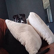 Freya is registered to the contest to win money with this photo: dog, black_dog, pillow, white_pillow, couch, brown_couch, indoor, mirror, wall, ceiling, pet, animal, furniture, hiding, peeking, cozy, home, living_room, relaxed, quiet