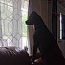Freya is registered to the contest to win money with this photo: dog, silhouette, window, curtains, indoor, furniture, couch, pet, collar, light, shadow, door, plant, home, looking_out, animal, quiet, peaceful, side_view, daylight