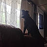 Freya is registered to the contest to win money with this photo: dog, silhouette, couch, window, curtains, indoor, pet, shadow, light, dark, home, furniture, animal, looking, standing, quiet, calm, room, daylight, pane
