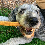 Wendy is registered to the contest to win money with this photo: animal, canine, chewing, close_up, daylight, dog, fur, grass, grass_field, happy, nature, nose, outdoor, paw, pet, playful, snout, teeth, tongue, wooden_stick