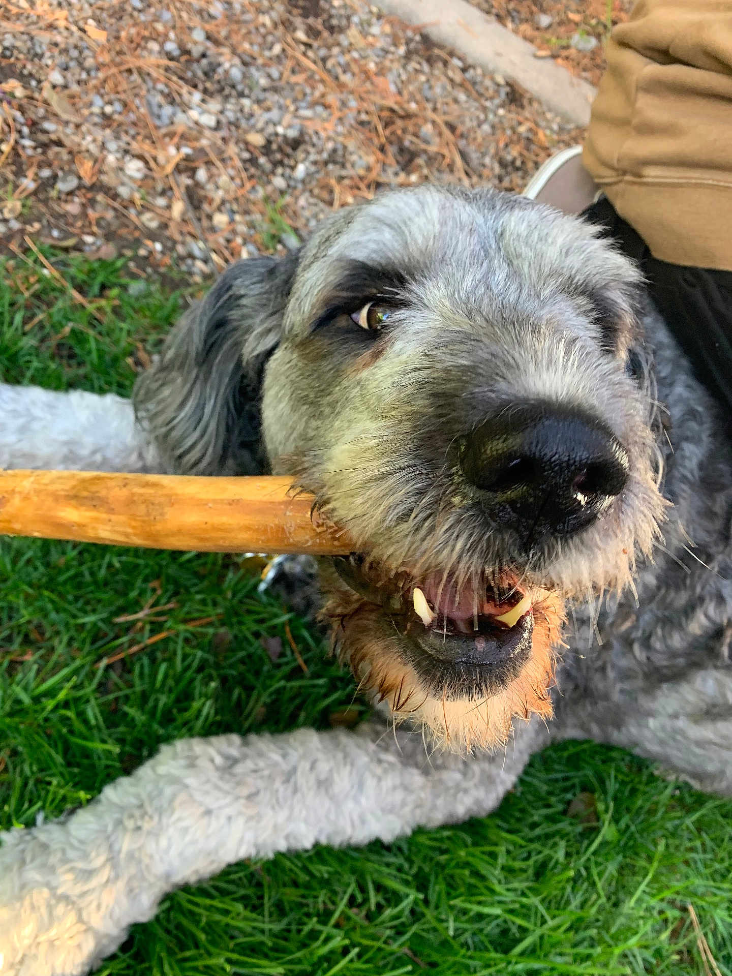 Wendy is registered to the contest to win money with this photo: animal, canine, chewing, close_up, daylight, dog, fur, grass, grass_field, happy, nature, nose, outdoor, paw, pet, playful, snout, teeth, tongue, wooden_stick