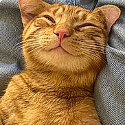 Prince is registered to the contest to win money with this photo: cat, ginger_cat, tabby, pet, feline, animal, sleepy, relaxed, denim, clothing, closeup, whiskers, ears, fur, cute, domestic_cat, laid_back, resting, cozy, indoor
