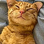 cat, ginger_cat, tabby, pet, feline, animal, sleepy, relaxed, denim, clothing, closeup, whiskers, ears, fur, cute, domestic_cat, laid_back, resting, cozy, indoor