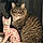 Stripy Cat