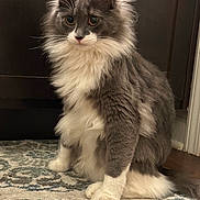 Harry is registered to the contest to win money with this photo: cat, fluffy, gray, white, sitting, indoor, rug, fur, pet, animal, whiskers, curious, portrait, feline, domestic, eyes, ears, paws, cute, soft