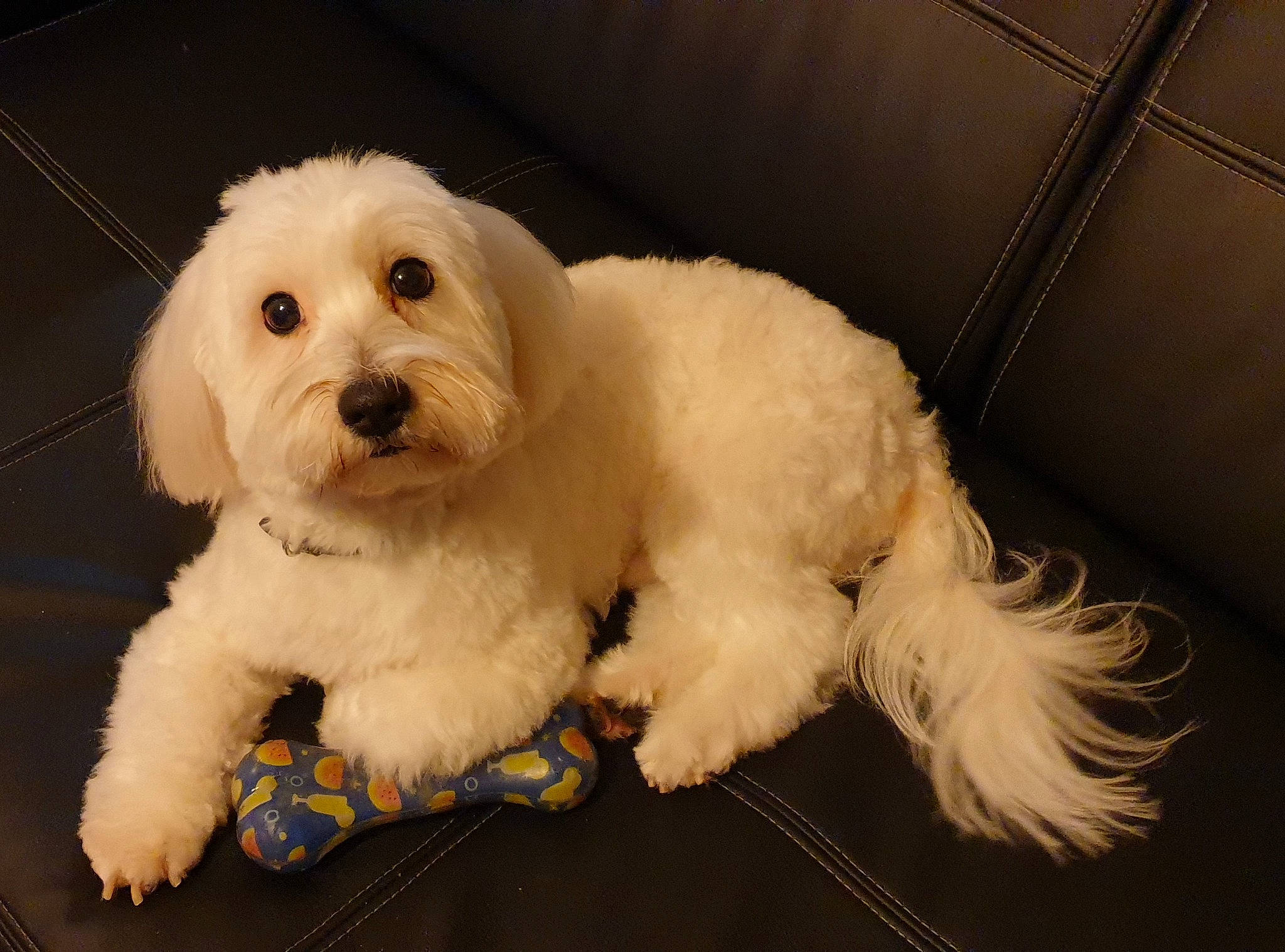 Irvin D'Ivandry participe au concours pour gagner de l'argent avec cette photo : bichon, bichon_frise, bolognese, canidae, carnivore, cavapoo, companion_dog, dog, dog_breed, fur, leather, maltepoo, maltese, non_sporting_group, poodle_crossbreed, puppy, small_terrier, snout, toy_dog, working_animal