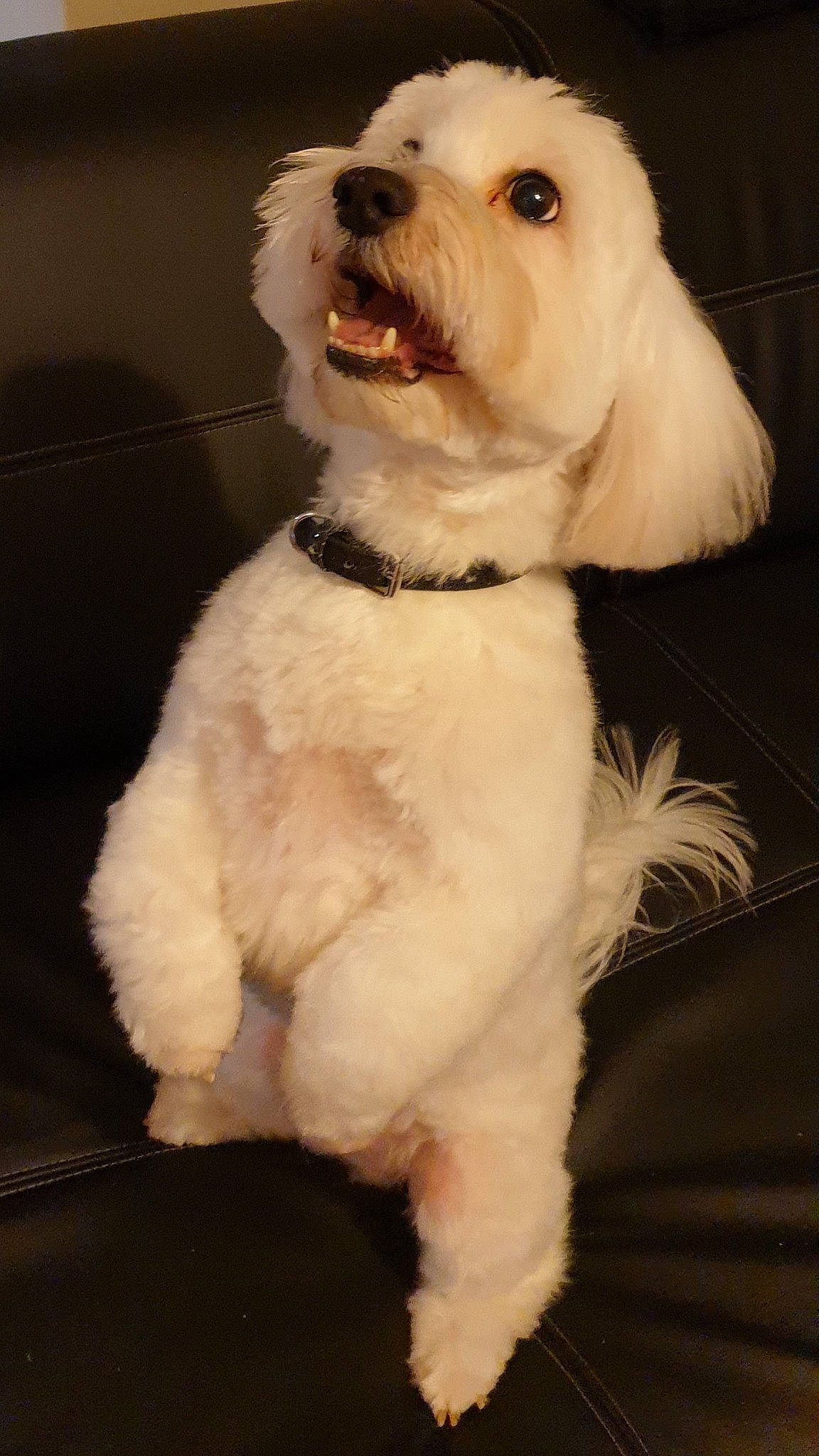 Irvin D'Ivandry a rejoint le concours — aidez-le/la à gagner de superbes lots ! canidae, carnivore, collar, companion_dog, dog, dog_breed, dog_collar, fur, non_sporting_group, pet_supply, puppy, small_terrier, snout, sporting_group, terrier, tongue, toy_dog, vertebrate, working_animal, working_dog