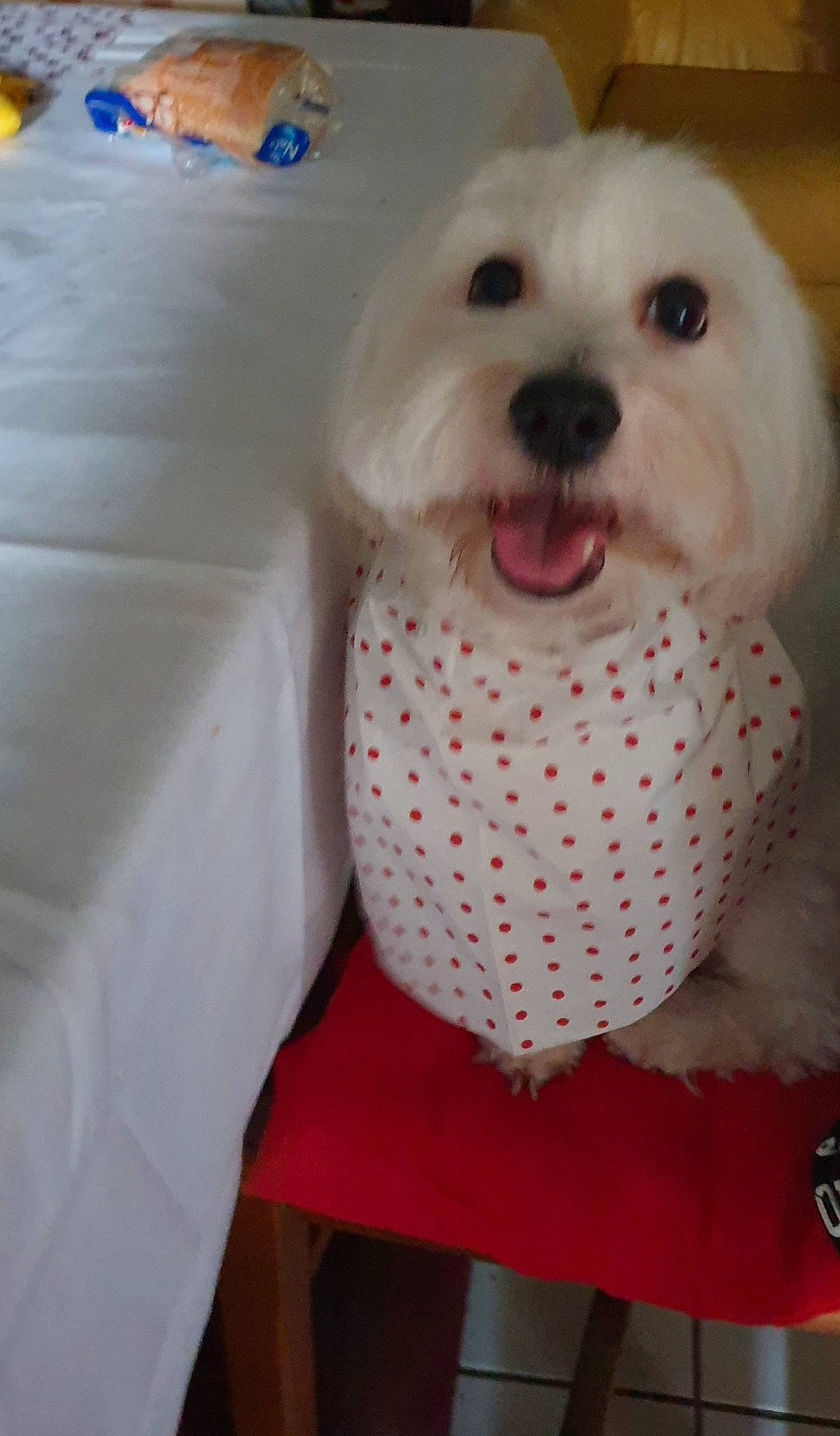 Irvin D'Ivandry participe au concours pour gagner de l'argent avec cette photo : bichon, canidae, carnivore, companion_dog, dog, dog_breed, dog_clothes, dog_supply, fur, maltepoo, non_sporting_group, pet_supply, poodle_crossbreed, puppy, snout, sporting_group, toy_dog, vertebrate, working_animal, working_dog