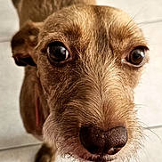 Lexie a rejoint le concours — aidez-le/la à gagner de superbes lots ! dog, close_up, brown_fur, wet_nose, whiskers, curious, pet, animal, face, portrait, indoors, floor_tiles, looking_up, ears, snout, canine, muzzle, fur_texture, big_eyes, domestic_animal
