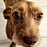 dog, close_up, brown_fur, wet_nose, whiskers, curious, pet, animal, face, portrait, indoors, floor_tiles, looking_up, ears, snout, canine, muzzle, fur_texture, big_eyes, domestic_animal