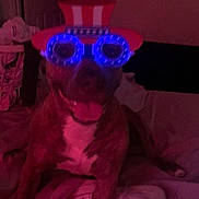 Nala is registered to the contest to win money with this photo: animal, bed, blanket, blue_light, brown, canine, costume, dog, funny, furniture, glasses, hat, indoor, novelty_glasses, pet, red_hat, relaxed, smiling, tongue_out, white_chest