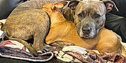 Nala is registered to the contest to win money with this photo: animal, blanket, boxer, bulldog, canine, couch, cushion, dog, furniture, homedecor, hound, labradorretriever, person, pet, pillow, pitbull, puppy, quilt, sleeping, snout