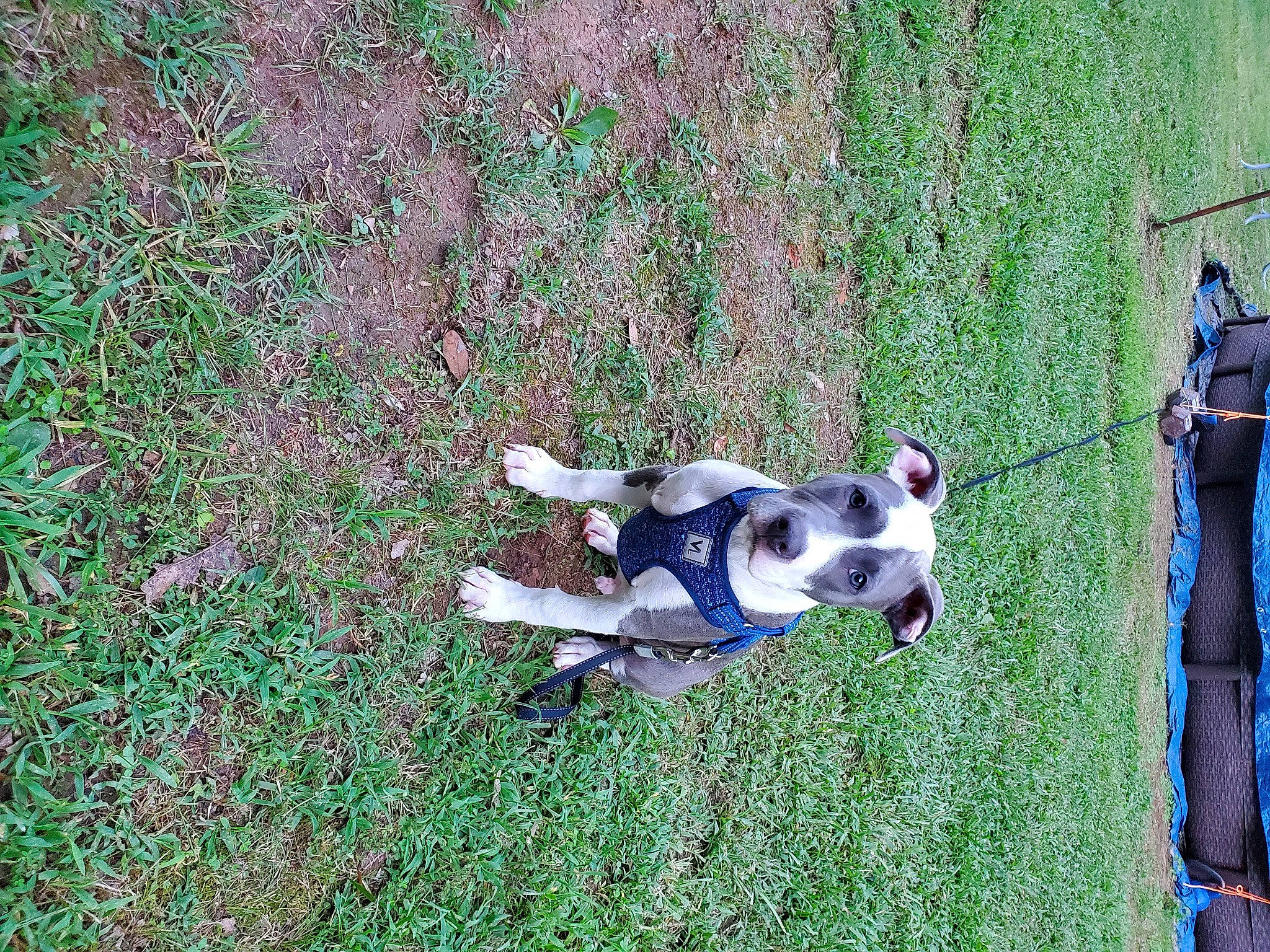 Blue is registered to the contest to win money with this photo: canidae, carnivore, companion_dog, dog, dog_breed, dog_supply, fawn, grass, grass_family, grassland, green, groundcover, leisure, people_in_nature, plant, recreation, shrub, sporting_group, tail, tree