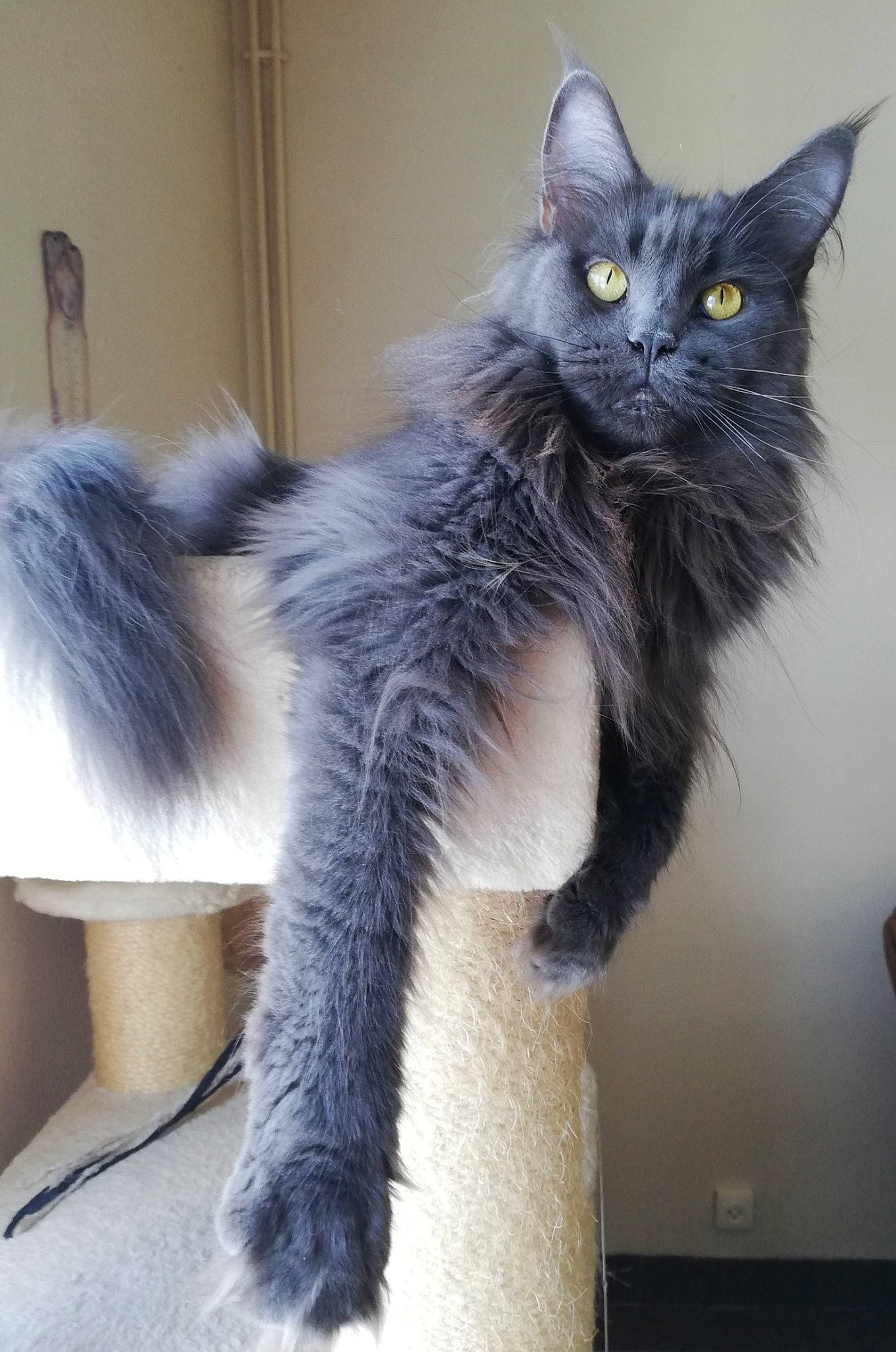 Shana participe au concours pour gagner de l'argent avec cette photo : black_cat, british_longhair, carnivore, cat, claw, comfort, domestic_short_haired_cat, felidae, fur, grey, paw, plant, sitting, small_to_medium_sized_cats, snout, tail, whiskers, window