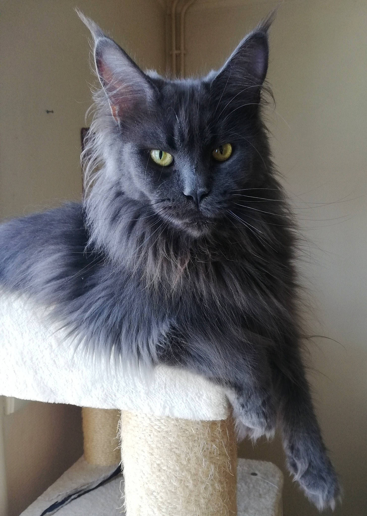 Shana participe au concours pour gagner de l'argent avec cette photo : black_cat, british_longhair, carnivore, cat, cat_supply, claw, domestic_short_haired_cat, felidae, fur, grey, iris, paw, small_to_medium_sized_cats, snout, tail, whiskers, window