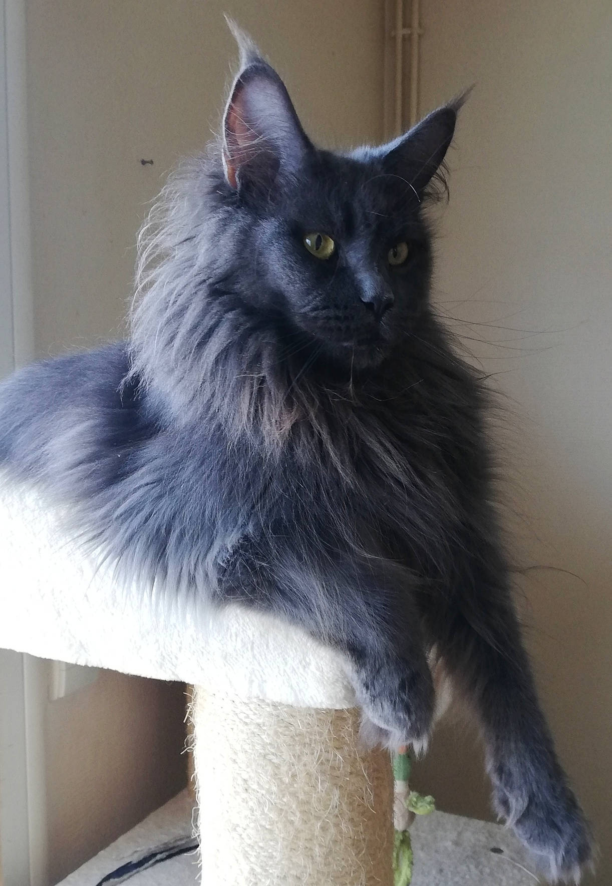 Shana participe au concours pour gagner de l'argent avec cette photo : black_cat, british_longhair, carnivore, cat, cat_furniture, cat_supply, claw, domestic_short_haired_cat, eye, felidae, fur, grey, small_to_medium_sized_cats, snout, tail, whiskers, window