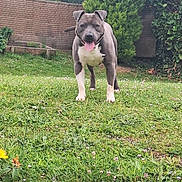 Elios participe au concours pour gagner de l'argent avec cette photo : dog, grass, outdoor, garden, greenery, wall, plant, canine, pet, tongue_out, happy, animal, nature, summer, yard, tree, mammal, playful, standing, friendly
