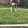 Elios participe au concours pour gagner de l'argent avec cette photo : dog, grass, outdoor, collar, pet, tongue, greenery, wall, plant, nature, animal, side_view, alert, standing, canine, garden, summer, daylight, mammal, domestic