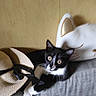 cat, black_and_white, tuxedo_cat, animal, pet, feline, wide_eyed, whiskers, ears, paws, lying_down, sofa, couch, straw_hat, hat, cushion, indoor, home, portrait, watermark