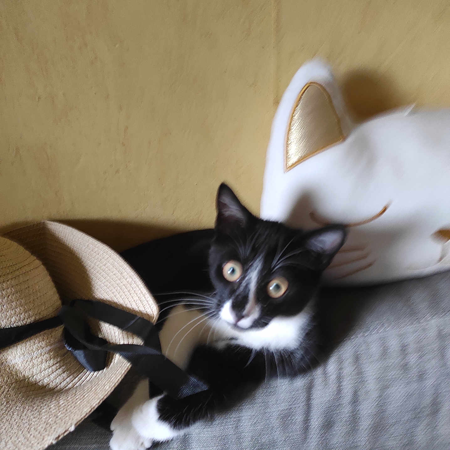Oreo