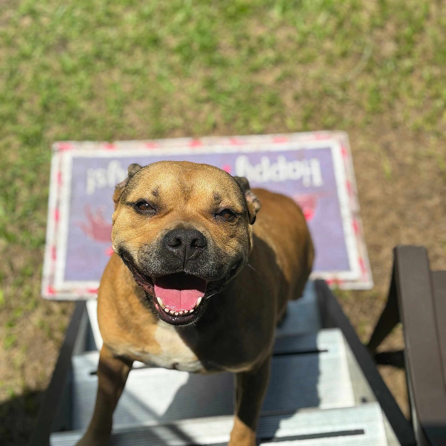 Daisey Williams is registered to the contest to win money with this photo: animal, bench, boardwalk, boxer, bridge, bulldog, canine, dog, frenchbulldog, furniture, grass, hound, labradorretriever, pet, pitbull, plant, plywood, policedog, puppy, wood