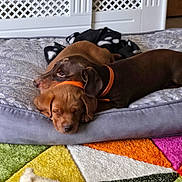 Buzzy And Hunter is registered to the contest to win money with this photo: animal, bulldog, canine, couch, cushion, dog, door, furniture, homedecor, hound, indoors, labradorretriever, linen, mat, person, pet, pointer, puppy, quilt, sleeping