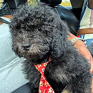 Yogi joined the competition — help win amazing prizes! dog, puppy, black_dog, curly_fur, red_tie, paw_prints, pet, car_interior, seat, lap, person, watch, casual_clothing, window, daylight, cute, animal, companion, fur, indoors