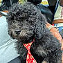 dog, puppy, black_dog, curly_fur, red_tie, paw_prints, pet, car_interior, seat, lap, person, watch, casual_clothing, window, daylight, cute, animal, companion, fur, indoors