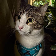 Gansito is registered to the contest to win money with this photo: cat, tabby_cat, close_up, pet, animal, curious, green_eyes, whiskers, harness, indoor, plant, nature, dark_background, alert, mammal, feline, portrait, fur, domestic_animal, exploration